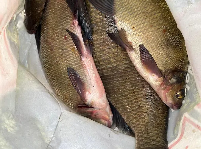 Nini House Vakantiehuis *